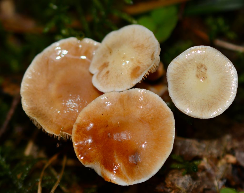 Cortinarius crystallinus Fr.